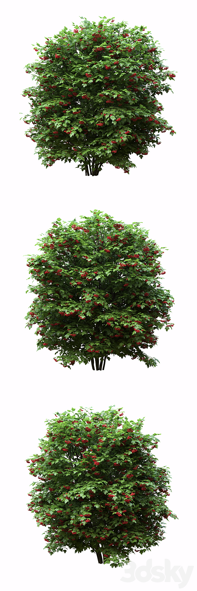 Red Wild Red Viburnum 3DSMax File - thumbnail 2