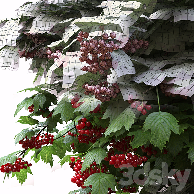 Red Wild Red Viburnum 3DSMax File - thumbnail 3