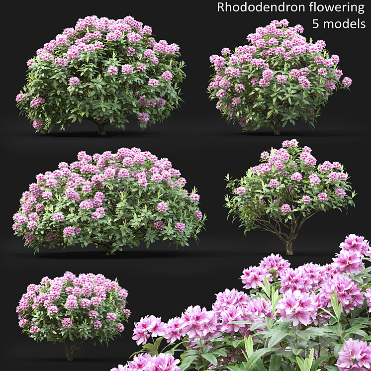 Rhododendron 3DS Max - thumbnail 1