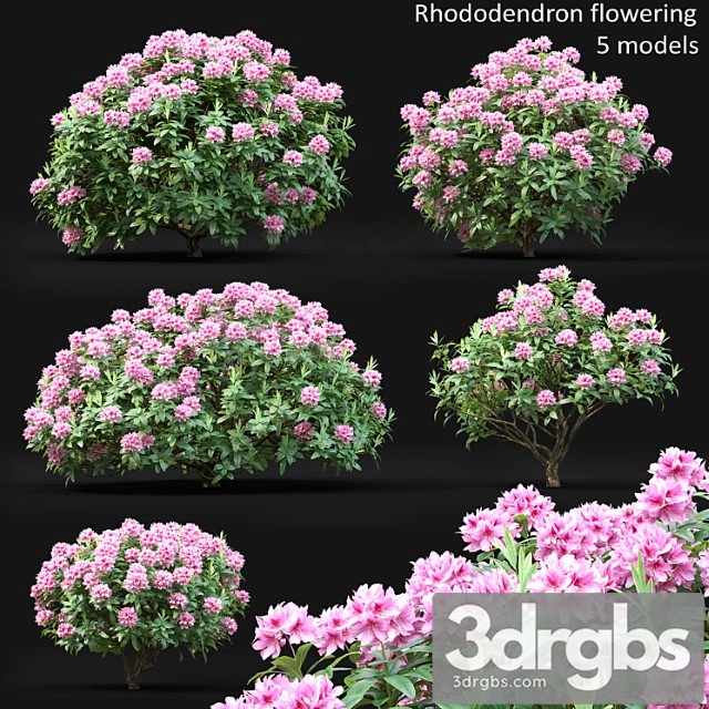 Rhododendron - thumbnail 1