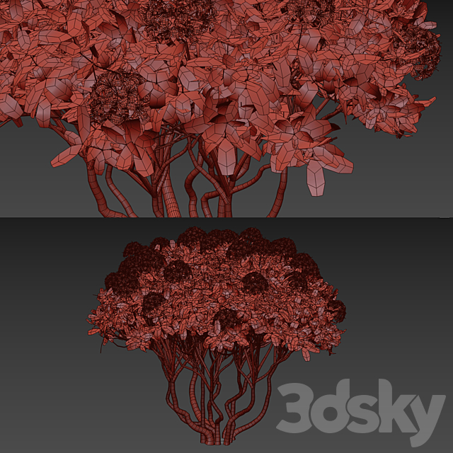 Rhododendron Hybrid | Rhododendron hybrida 3DS Max Model - thumbnail 3