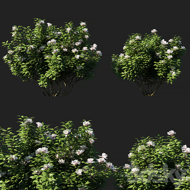 Rhododendron ponticum 01 3DS Max - thumbnail 1