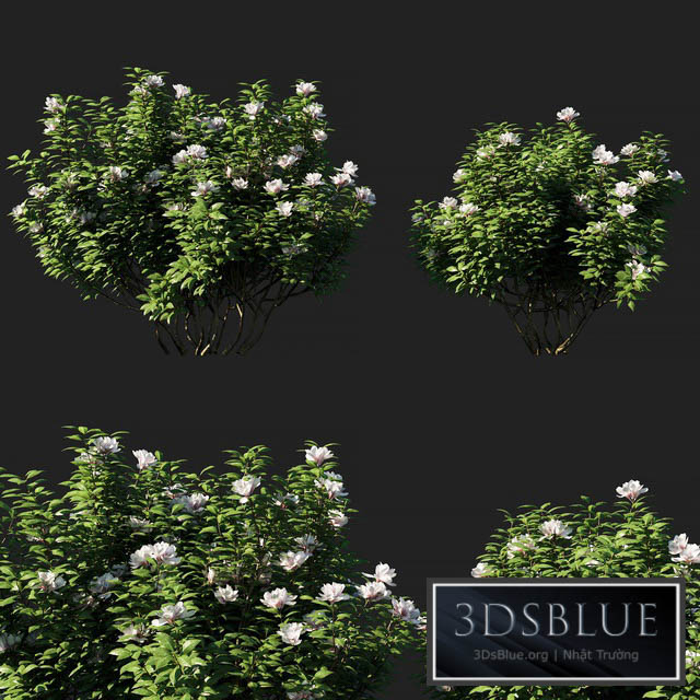 Rhododendron ponticum 01 3DS Max - thumbnail 3