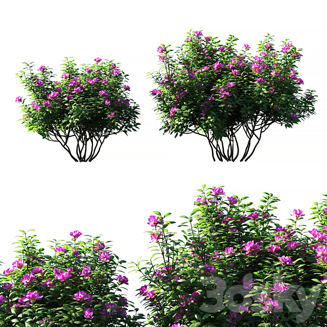 Rhododendron ponticum pink flower 3ds Max - thumbnail 1