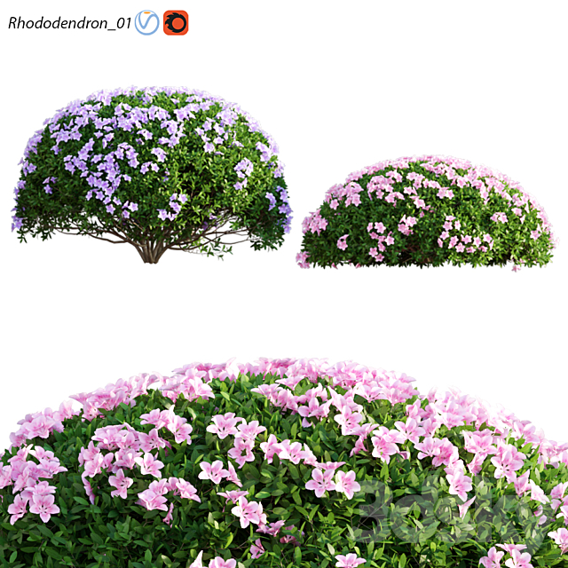 Rhododendron_01 3ds Max - thumbnail 1