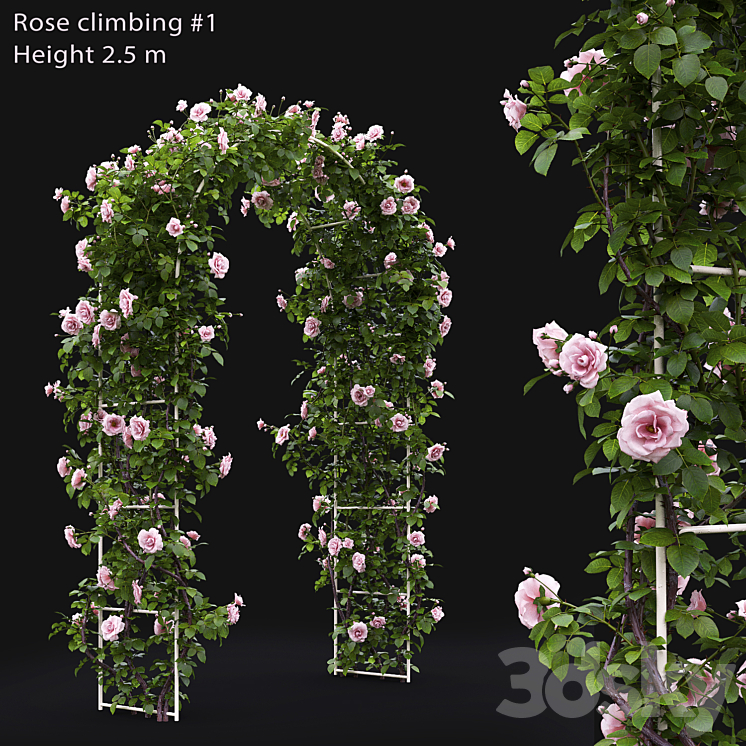 Rose 3DS Max - thumbnail 1