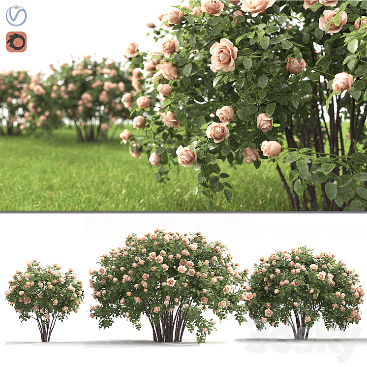 Rose 3DS Max - thumbnail 1