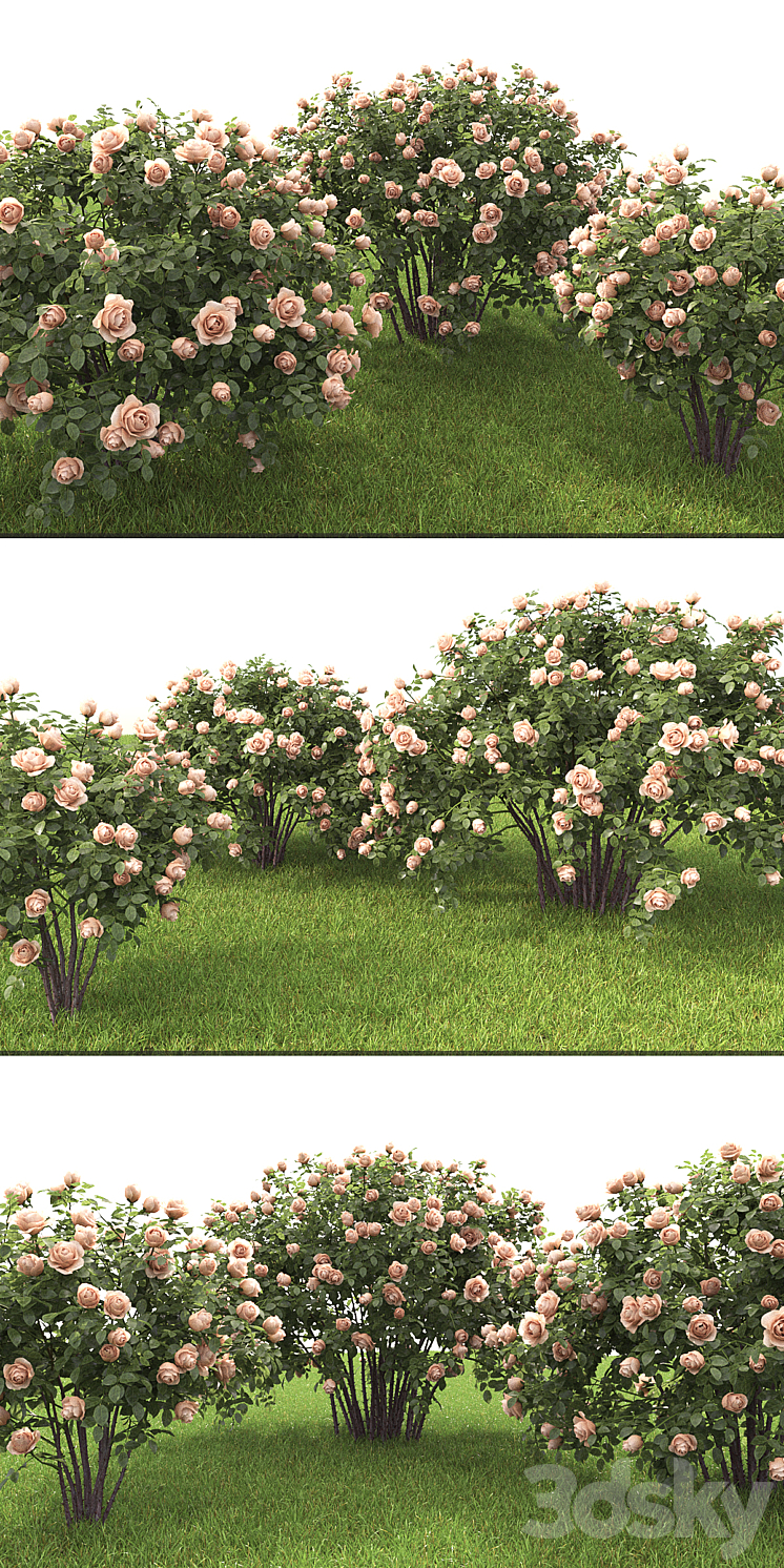 Rose 3DS Max - thumbnail 2