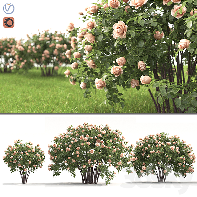 Rose 3DSMax File - thumbnail 1