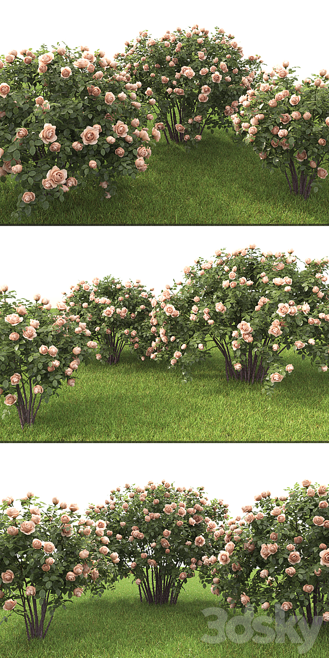 Rose 3DSMax File - thumbnail 2