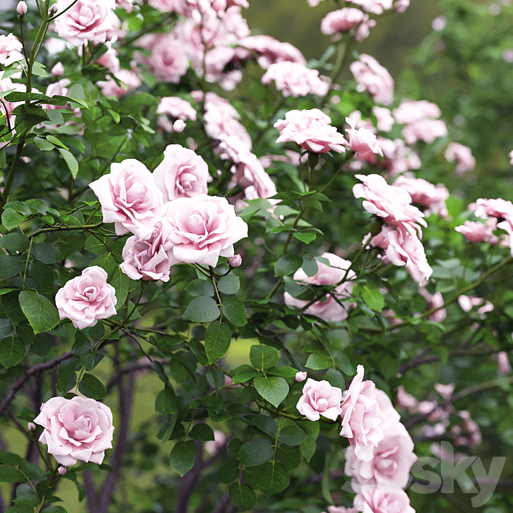 Rose bush # 4 3DS Max - thumbnail 2