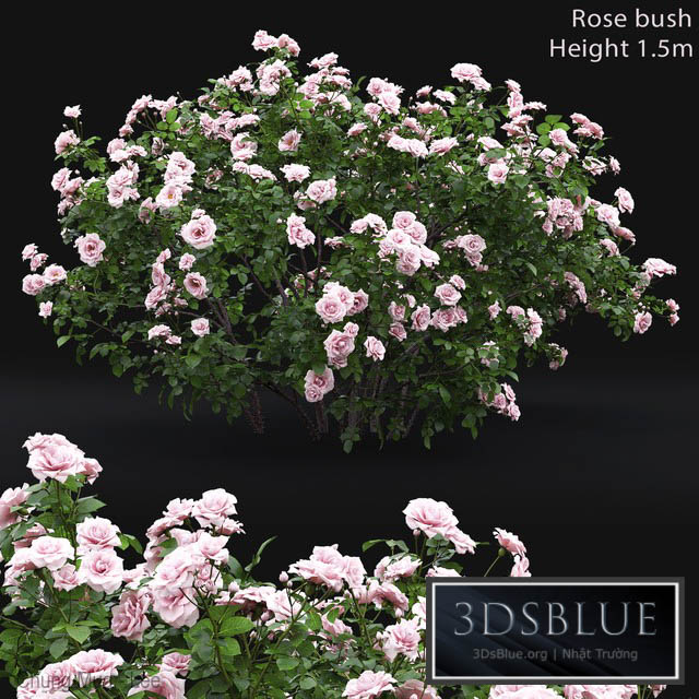 Rose bush # 4 3DS Max - thumbnail 3