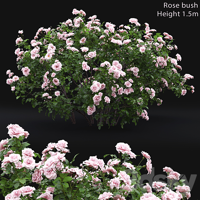 Rose bush # 4 3DSMax File - thumbnail 1