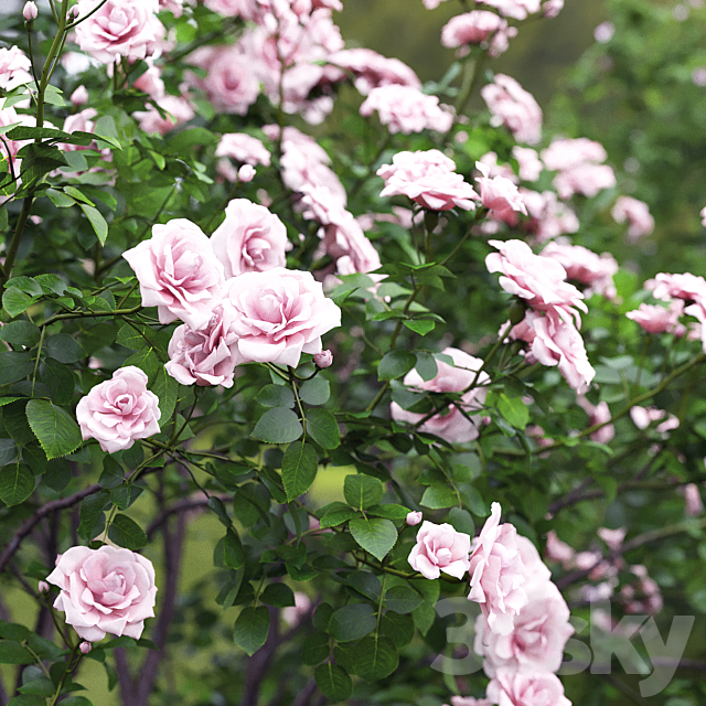 Rose bush # 4 3DSMax File - thumbnail 2