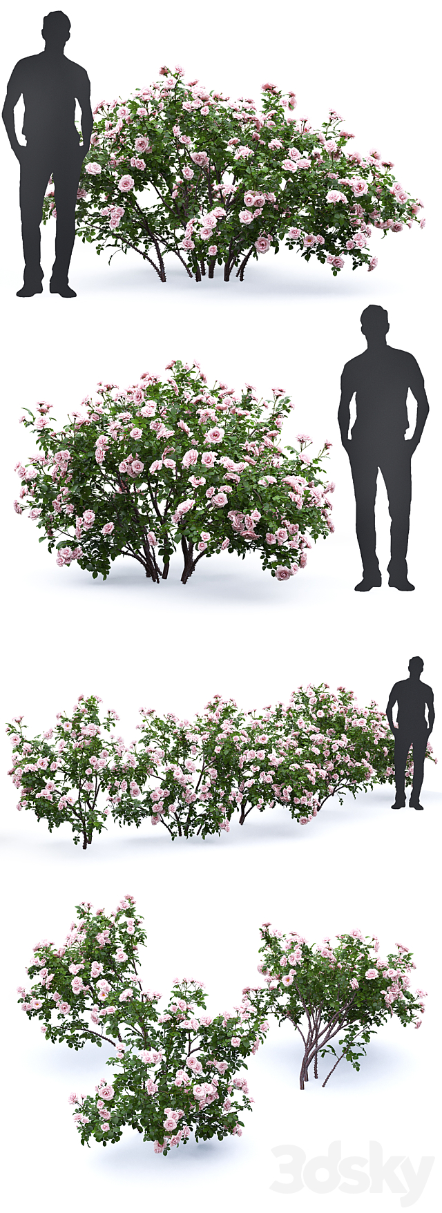 Rose bush # 4 3DSMax File - thumbnail 3