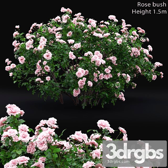 Rose bush _2 - thumbnail 1