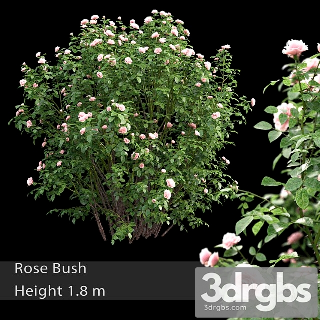 Rose bush - thumbnail 1