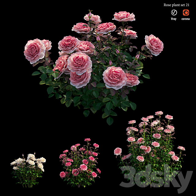 Rose plant set 21 3DS Max Model - thumbnail 3