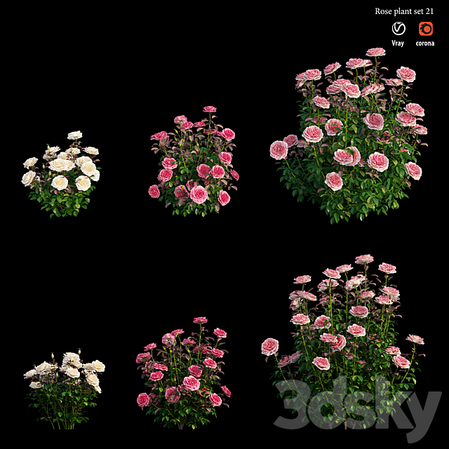 Rose plant set 21 3DS Max Model - thumbnail 5