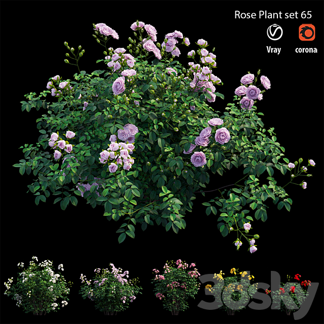 Rose plant set 65 3DSMax File - thumbnail 1