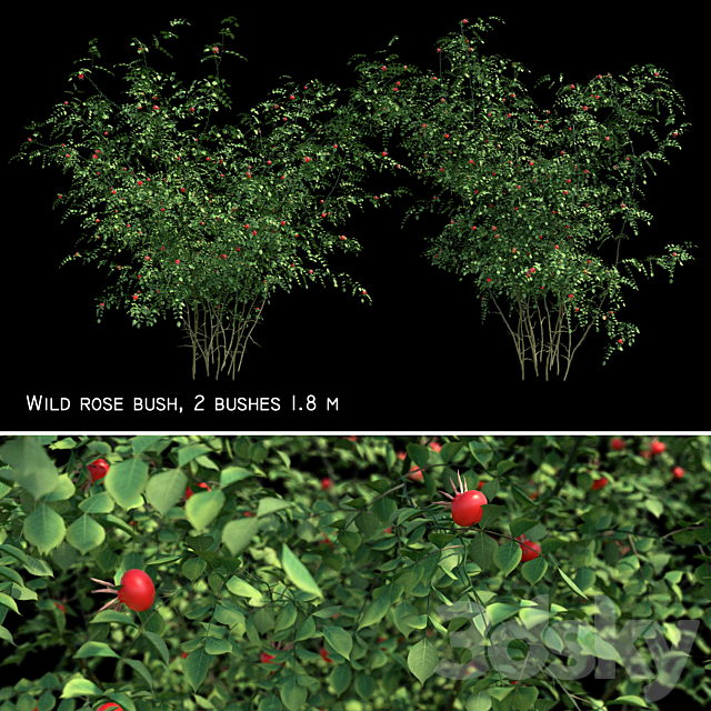 Rosehip 2 bush 3ds Max - thumbnail 1