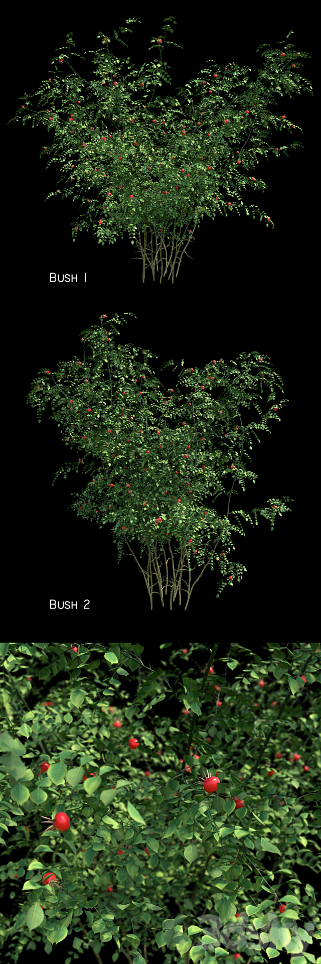 Rosehip 2 bush 3ds Max - thumbnail 2