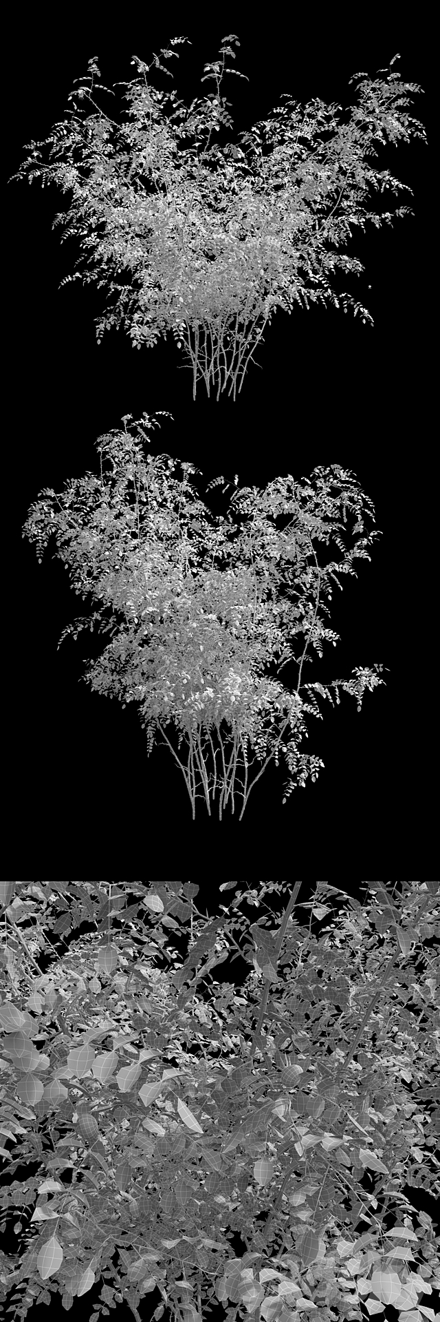 Rosehip 2 bush 3ds Max - thumbnail 3