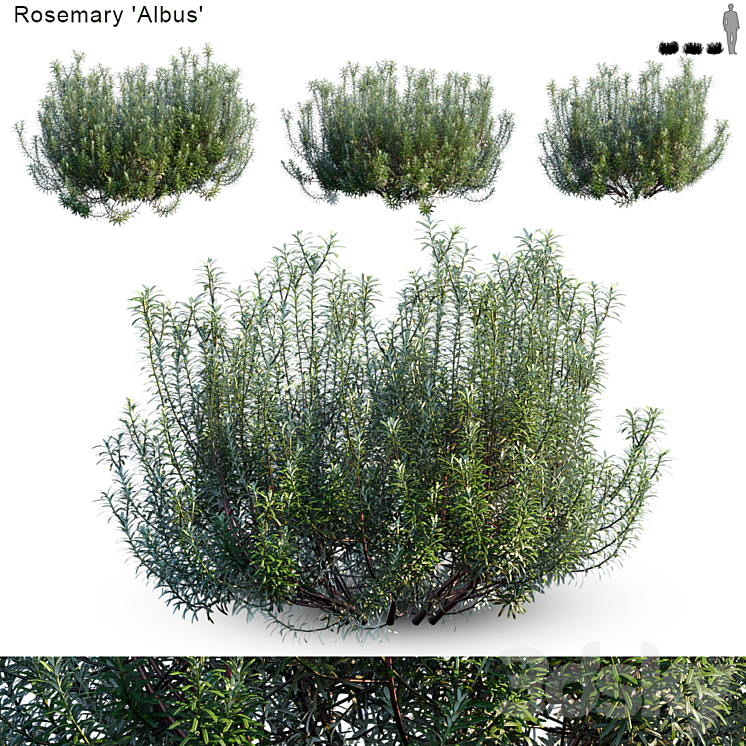 Rosemary albus 3DS Max - thumbnail 1