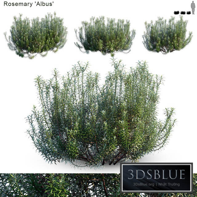 Rosemary albus 3DS Max - thumbnail 3