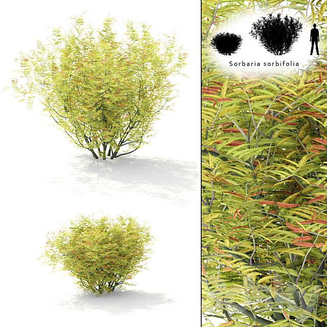 Rowberry rowan bush | Sorbaria sorbifolia 3DSMax File - thumbnail 1