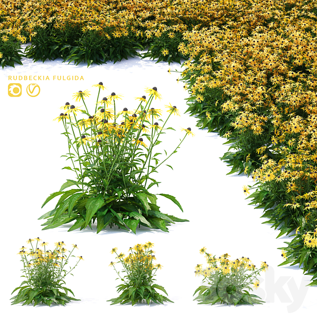 Rudbeckia brilliant flowers | Rudbeckia fulgida 3ds Max - thumbnail 1