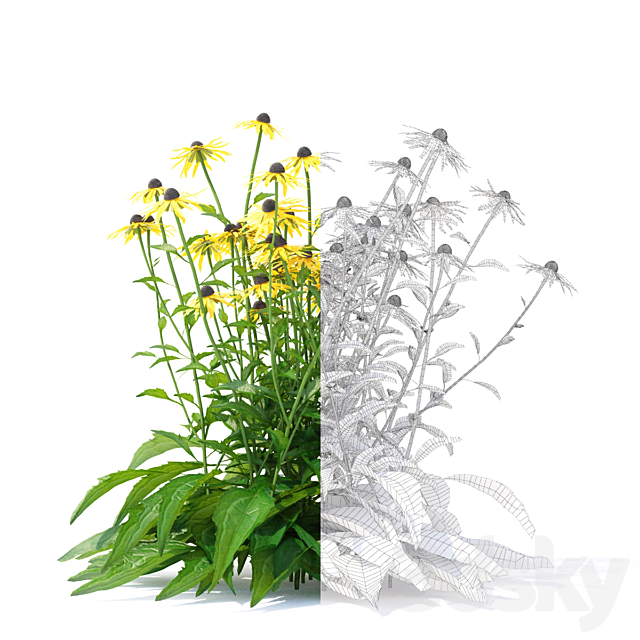 Rudbeckia brilliant flowers | Rudbeckia fulgida 3ds Max - thumbnail 2