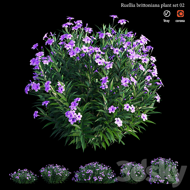 Ruellia brittoniana plant set 02 3ds Max - thumbnail 1