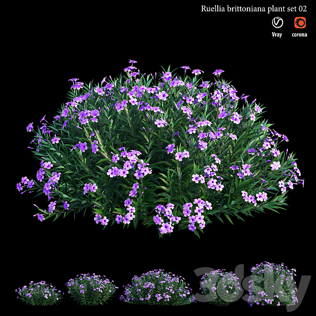 Ruellia brittoniana plant set 02 3ds Max - thumbnail 2