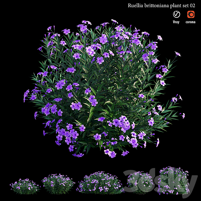 Ruellia brittoniana plant set 02 3ds Max - thumbnail 3