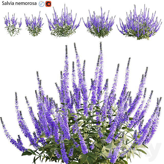 Salvia nemorosa 3ds Max - thumbnail 1