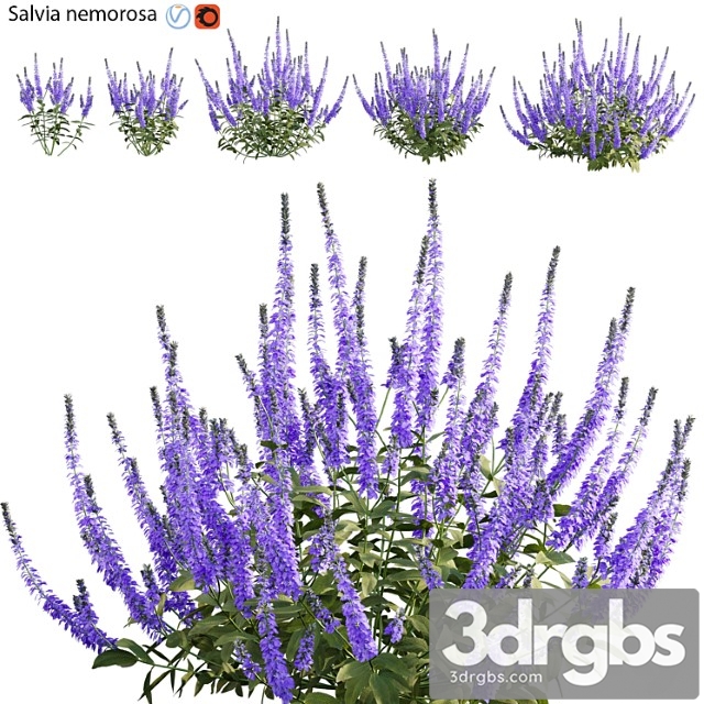 Salvia Nemorosa - 3ds Max Files