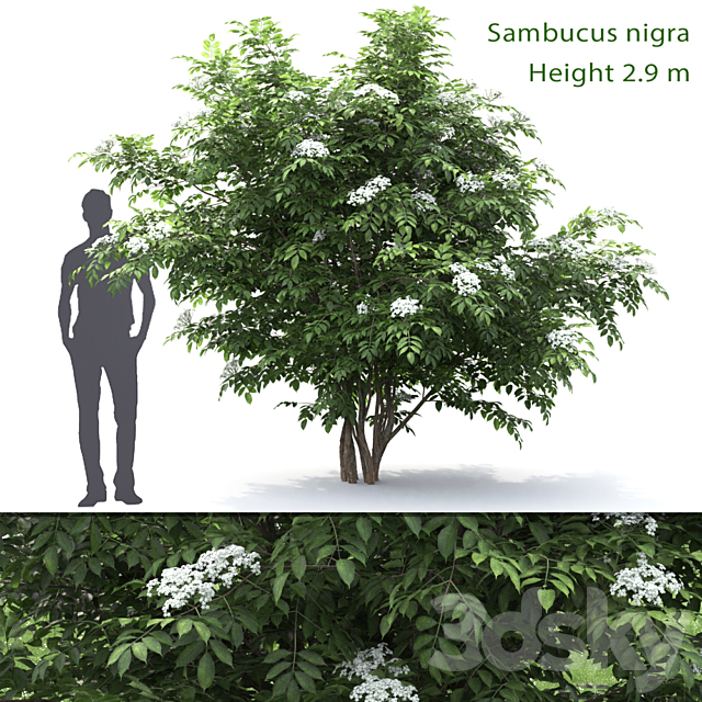 Sambucus nigra # 1 3ds Max - thumbnail 1