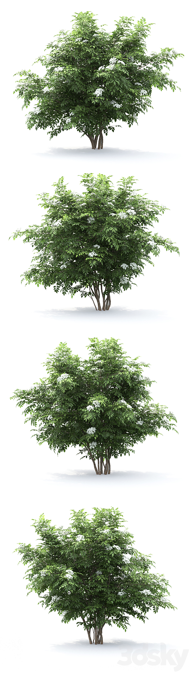 Sambucus nigra # 1 3ds Max - thumbnail 2