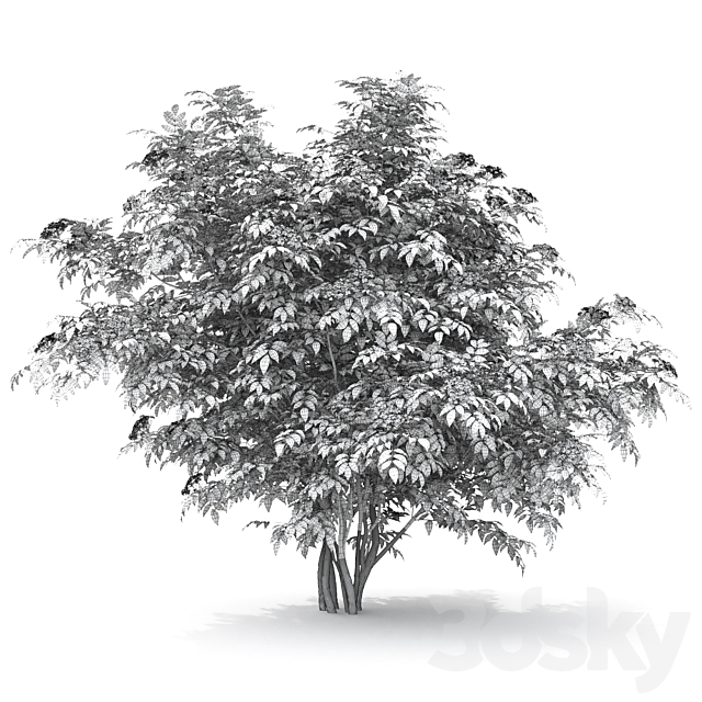 Sambucus nigra # 1 3ds Max - thumbnail 3