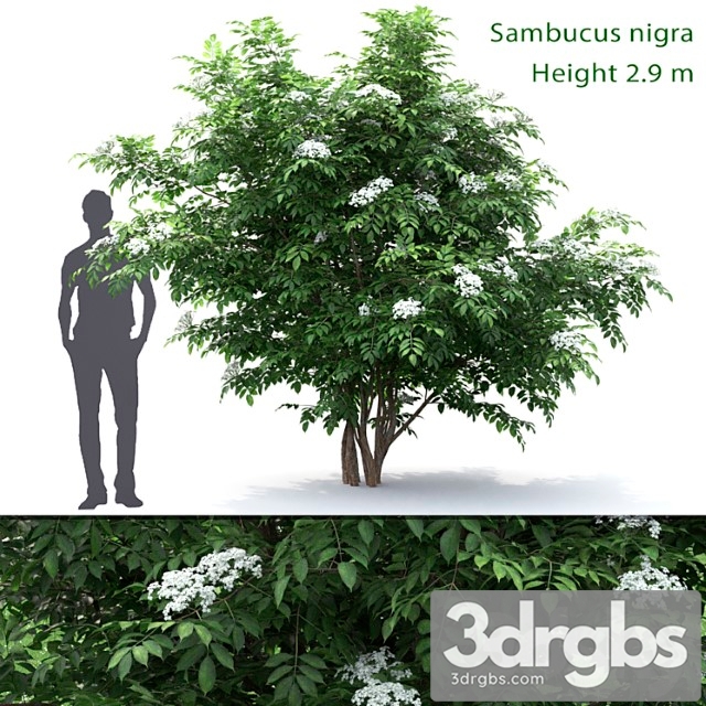 Sambucus nigra - thumbnail 1