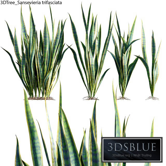 Sansevieria trifasciata 01 3DS Max - thumbnail 3