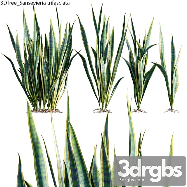 Sansevieria trifasciata 01 - thumbnail 1