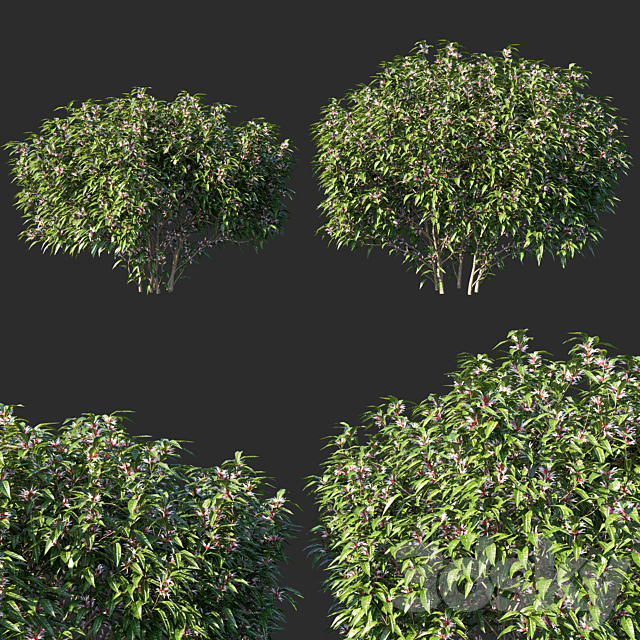 Sarcococca hookeriana Tree 02 3ds Max - thumbnail 1