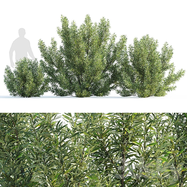 Sea buckthorn bushes set 1 (Hippophae rhamnoides set 1) 3ds Max - thumbnail 1