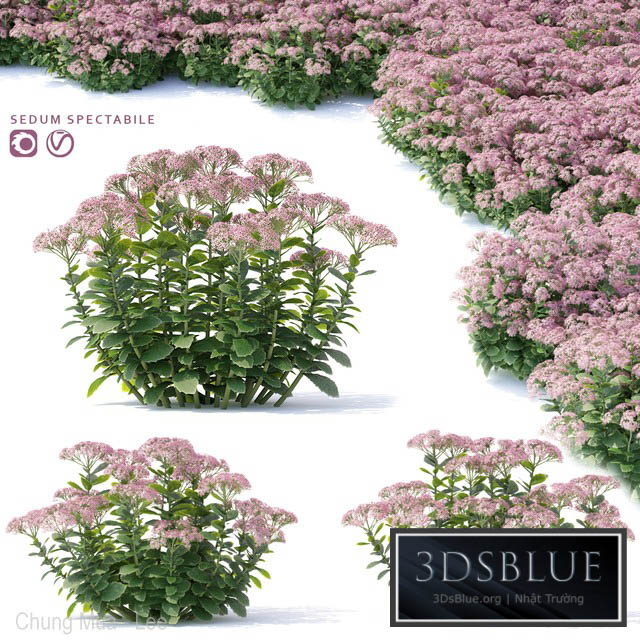 Sedum prominent Flowers | Sedum spectabile 3DS Max - thumbnail 3