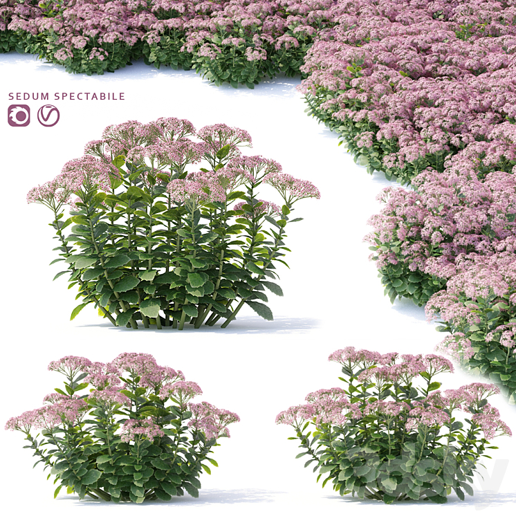 Sedum prominent Flowers | Sedum spectabile 3DS Max - thumbnail 1