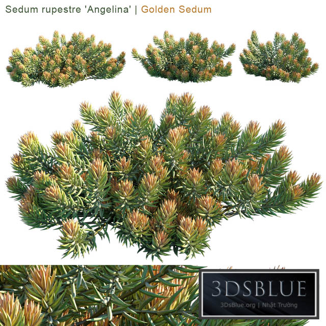 “Sedum rupestre “”Angelina”” | Golden sedum” 3DS Max - thumbnail 3