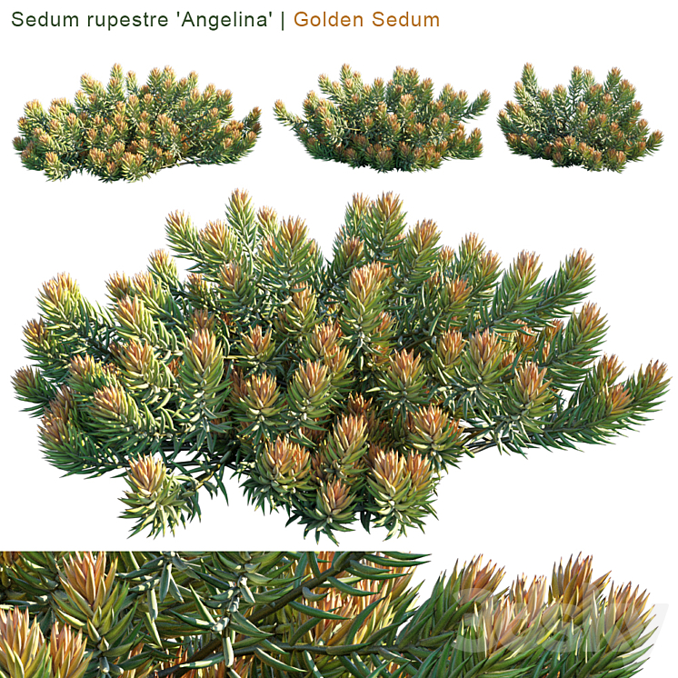 “Sedum rupestre “”Angelina”” | Golden sedum” 3DS Max - thumbnail 1