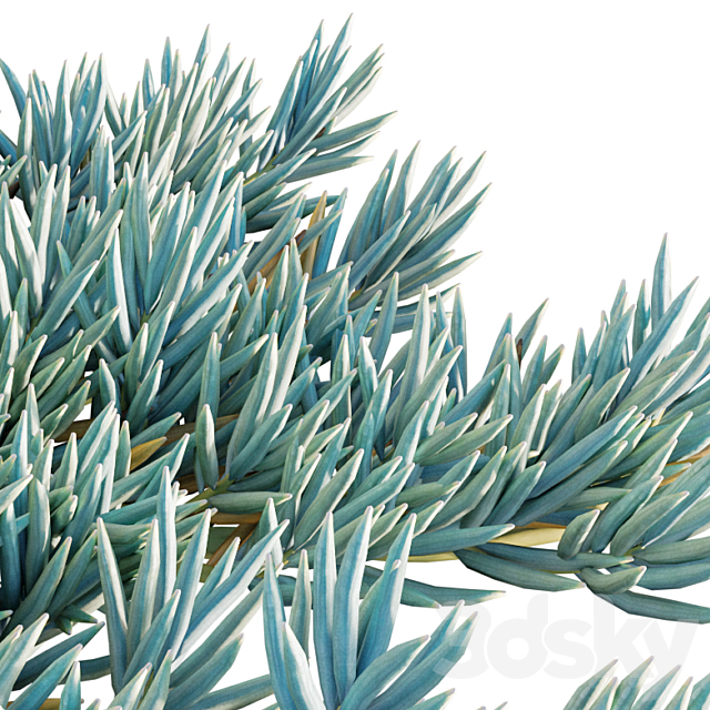 Senecio Mandraliscae – Blue Chalksticks – 01 3DS Max Model - thumbnail 2